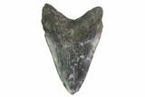 Fossil Megalodon Tooth - Georgia #144343-2